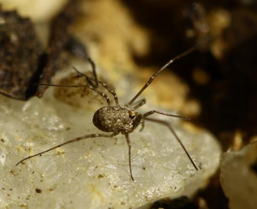 Phalangium opilio